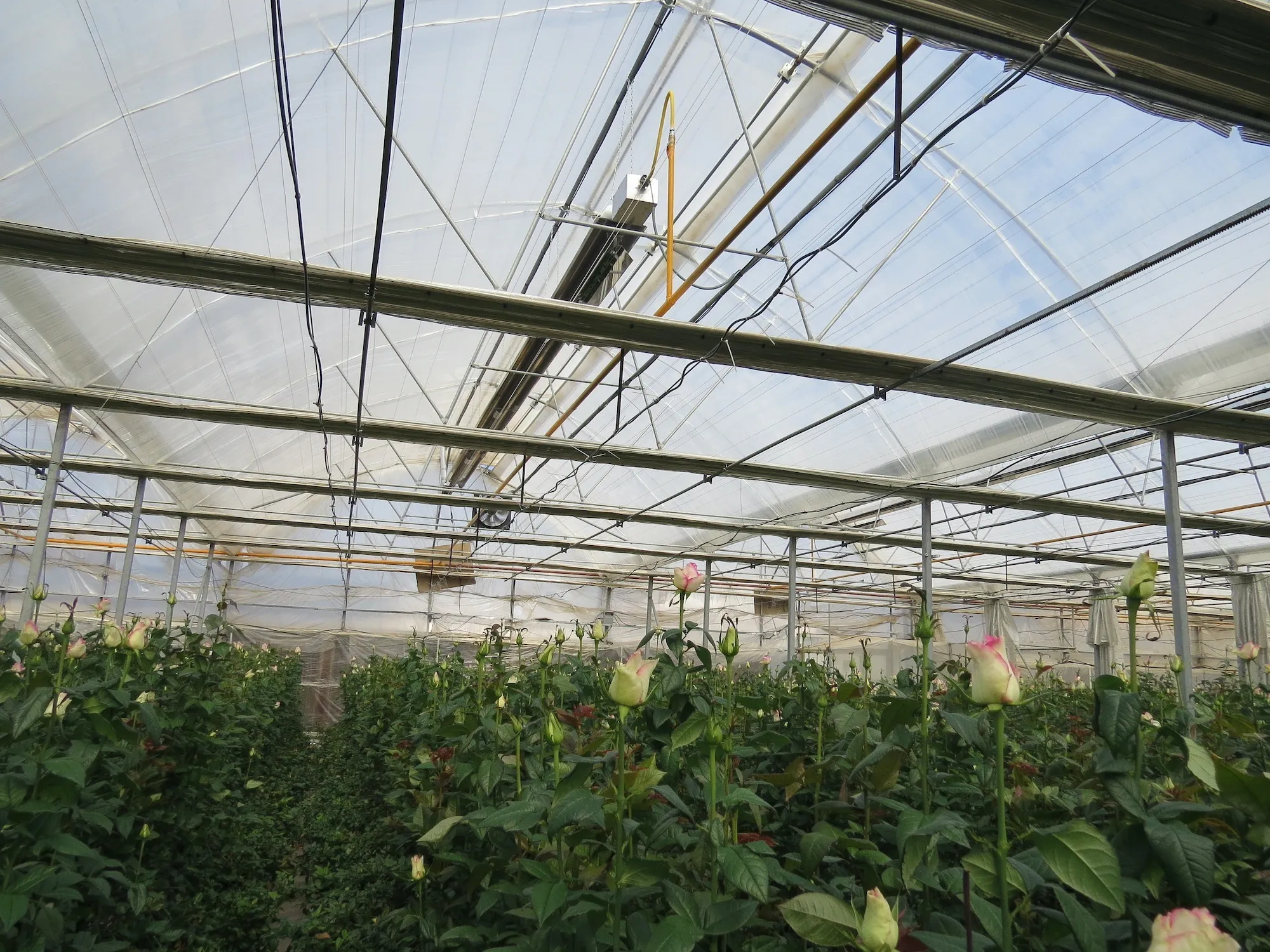 گلخانه آقای هادی نجف آباد